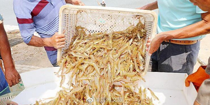 金沙app/山东滨州北海“盐田虾”进入捕捞季，捕捞将一直持续到十月底